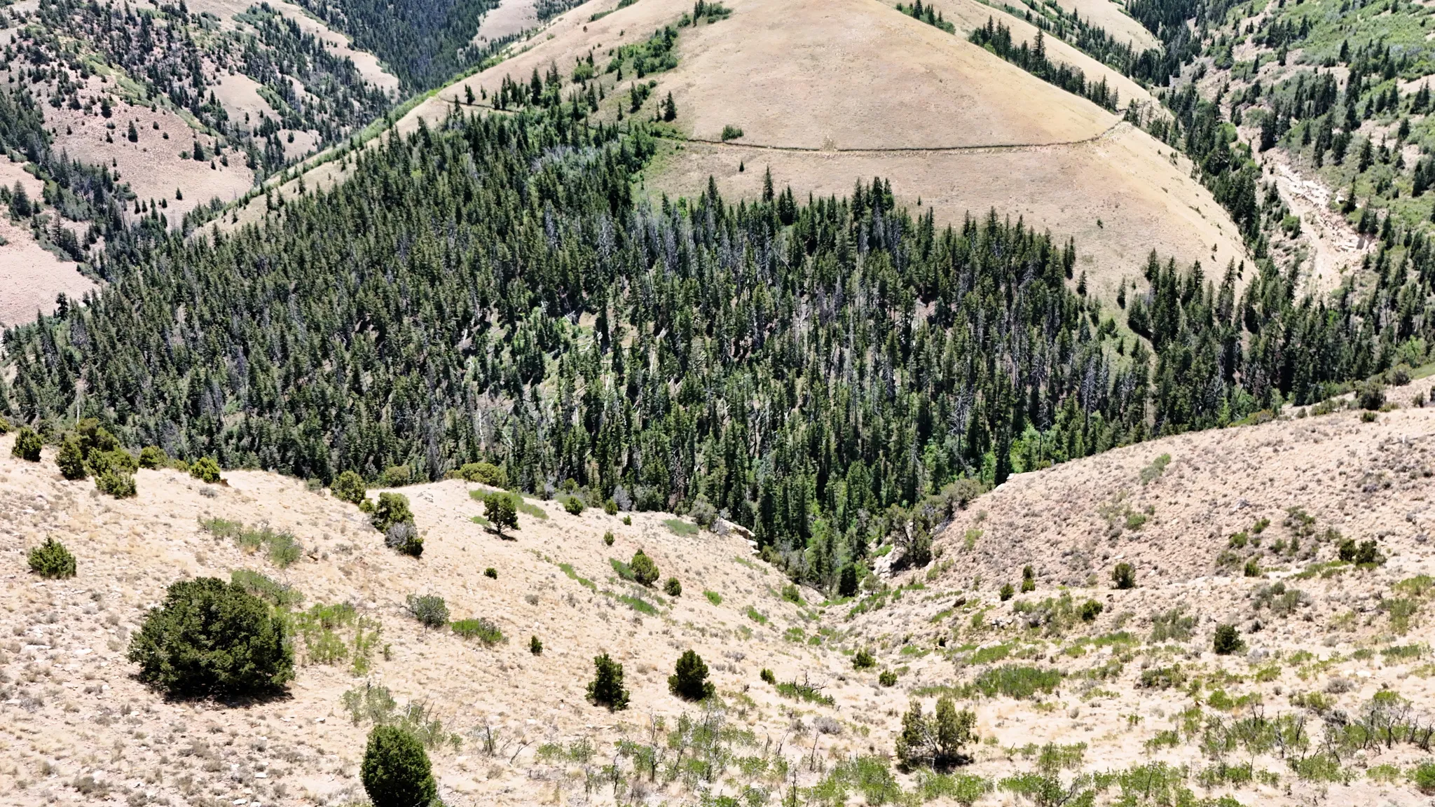 View of rural area with mountains and a forest