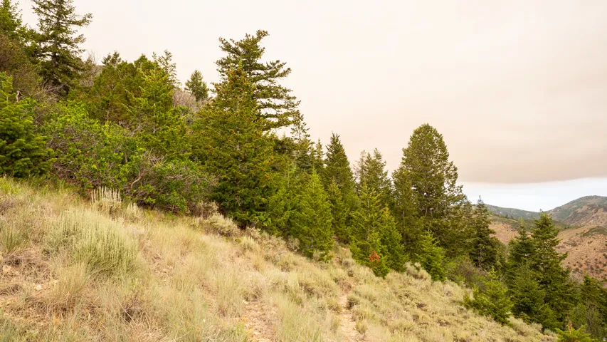 Sloping terrain featuring natural vegetation, including evergreen trees and various shrubs