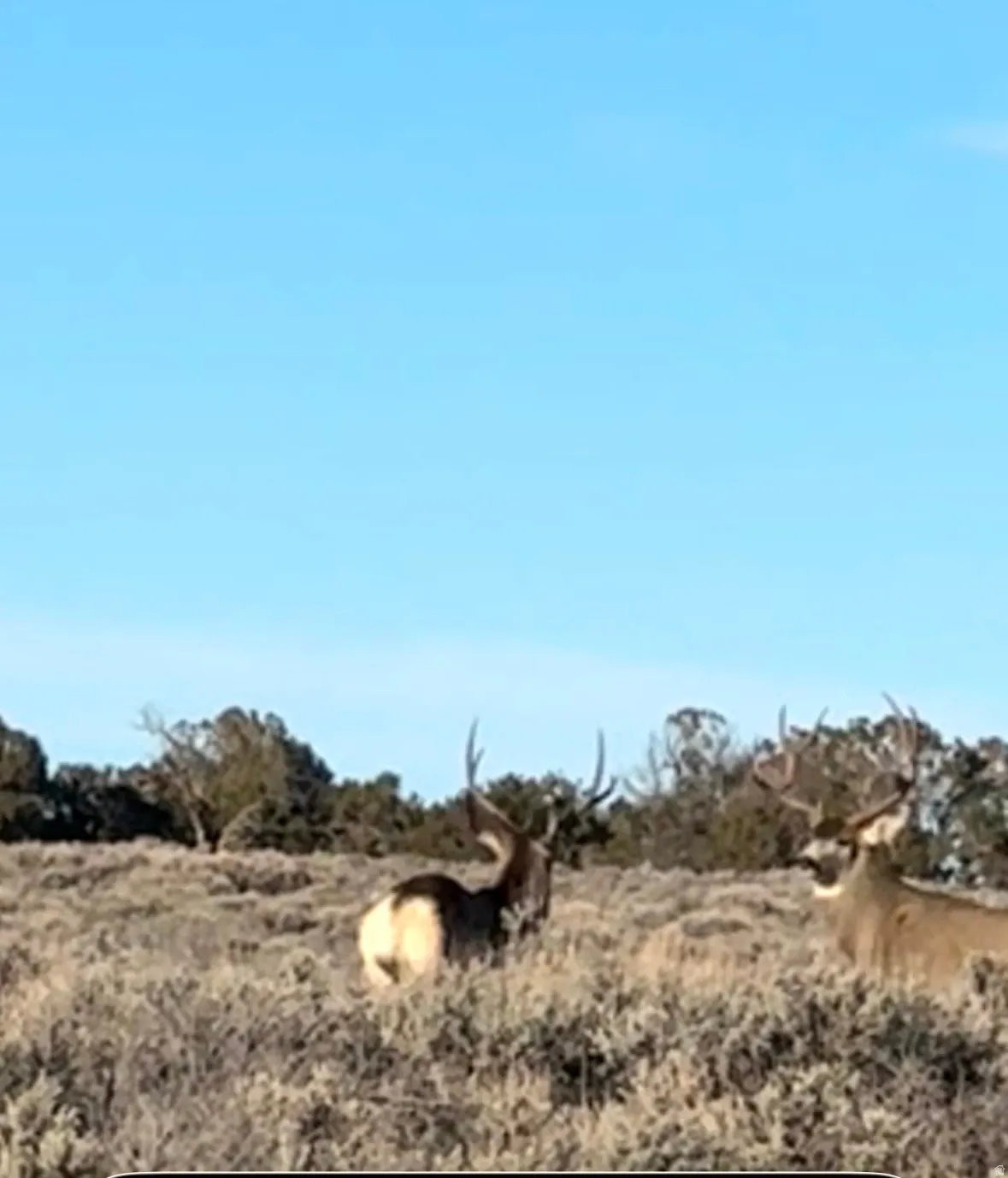 Deer close by property