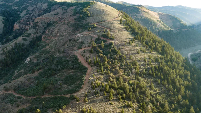 Elevated mountain terrain featuring abundant evergreen trees