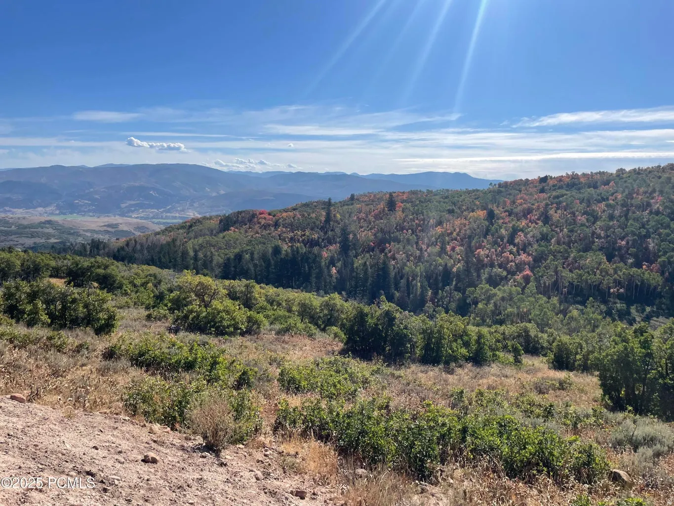 Mountain view featuring a forest