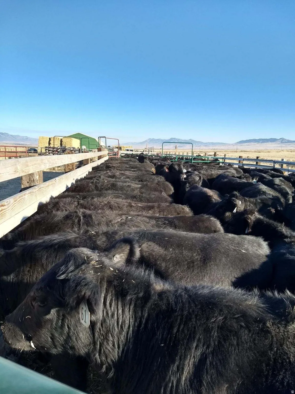 View of yard featuring a mountain view