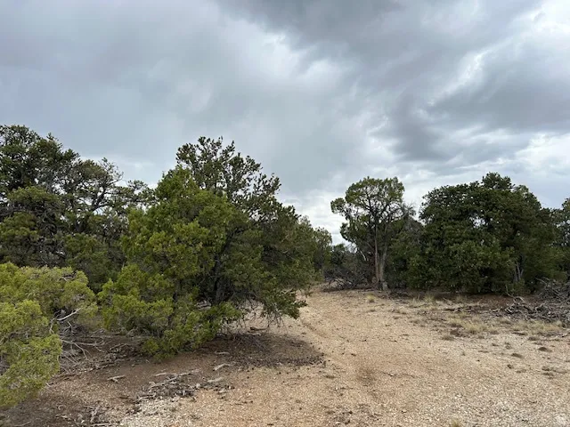 View of local wilderness
