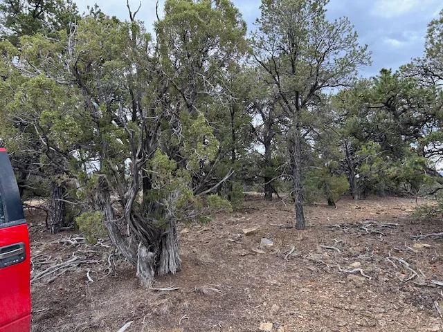 View of local wilderness
