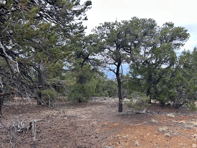 View of nature