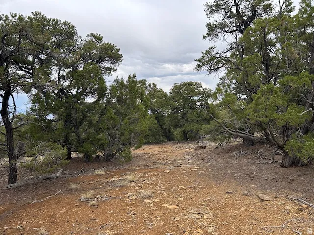 View of local wilderness