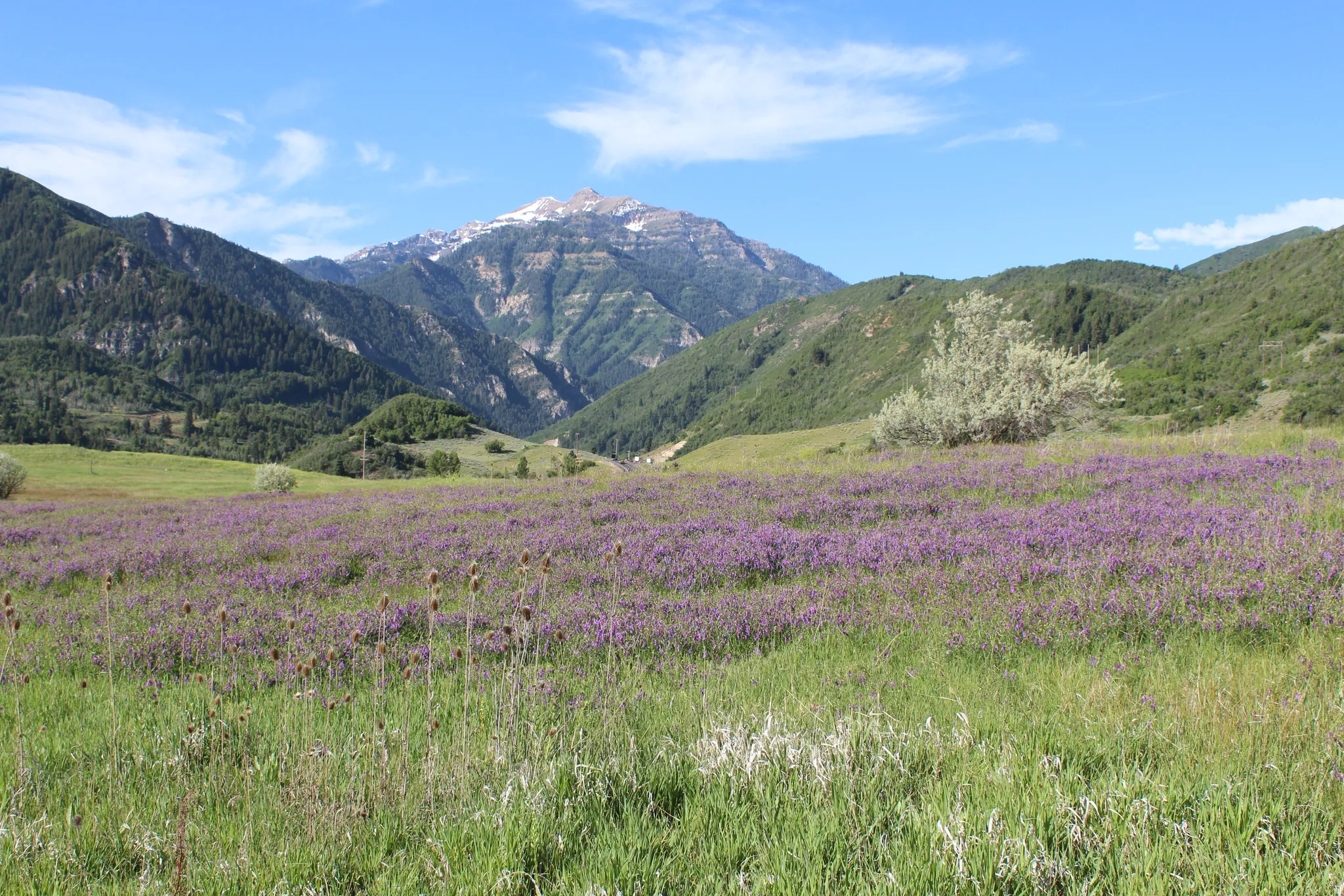 Expansive meadow featuring purple wildflowers and green grasses, framed by forested hillsides and a snow-capped mountain