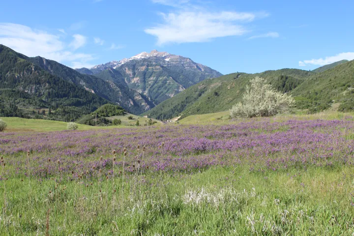 Expansive meadow featuring purple wildflowers and green grasses, framed by forested hillsides and a snow-capped mountain