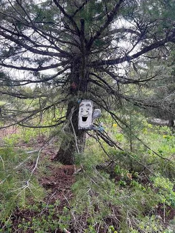 View of undeveloped land