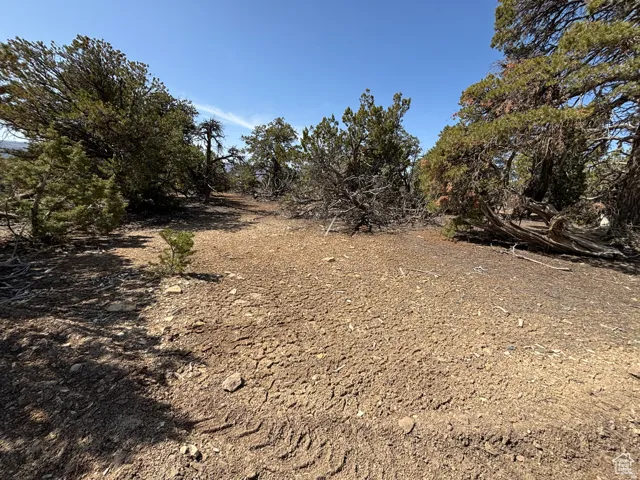 View of local wilderness