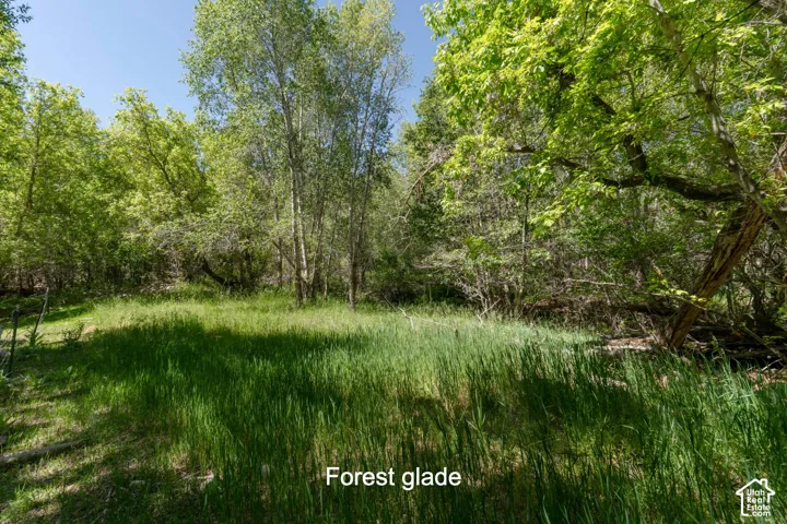 Expansive forest glade featuring natural landscaping and mature trees