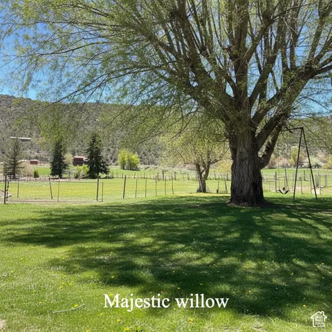 Giant willow trees in the spring.  Facing SW.