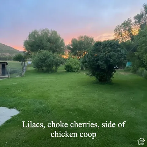 View of yard at dusk with lilac bush, choke cherry trees, chicken coop, large willows in background. Facing W.