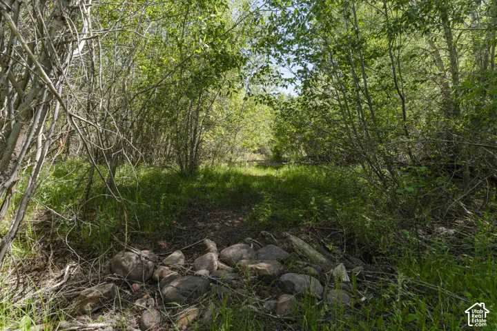 Wooded property featuring mature trees, natural ground cover, and a cleared path