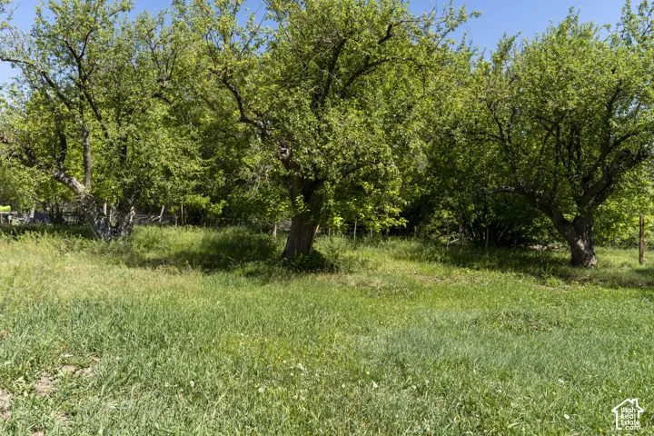 Orchard W of guest house.