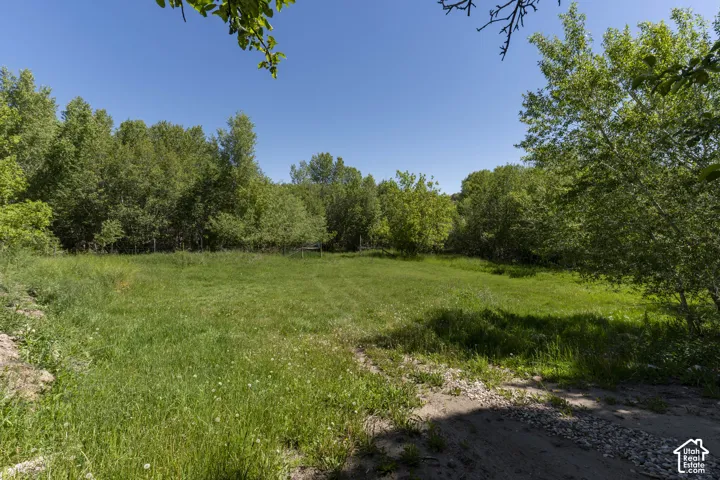 Expansive property lot featuring natural vegetation, mature trees, and a clear sky backdrop