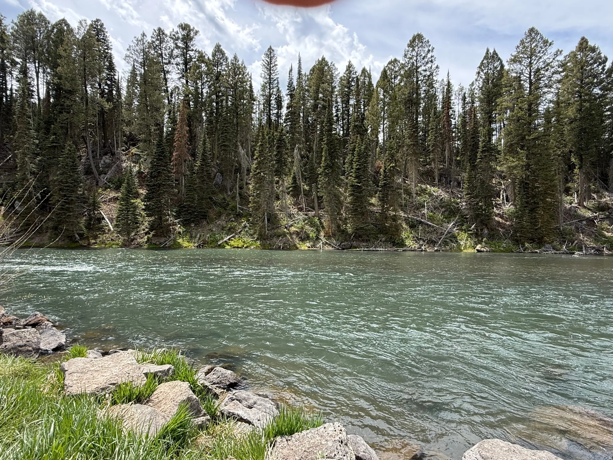 Riverfront property featuring a forested bank with mature evergreen trees and natural rock formations