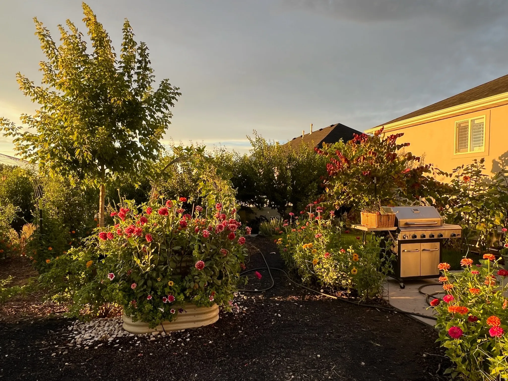 View of yard - Summer