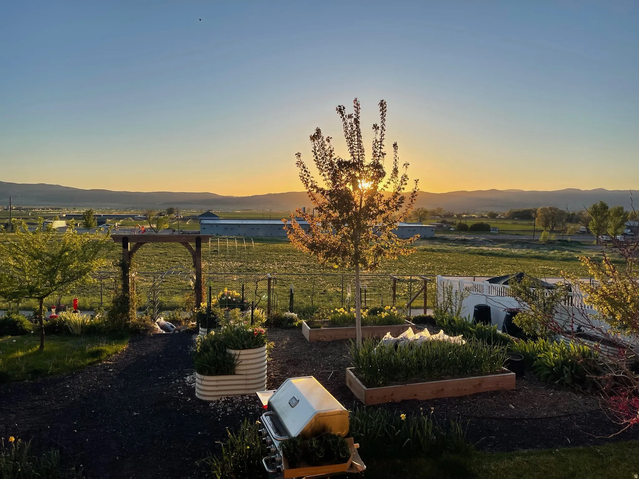 View of yard - Summer