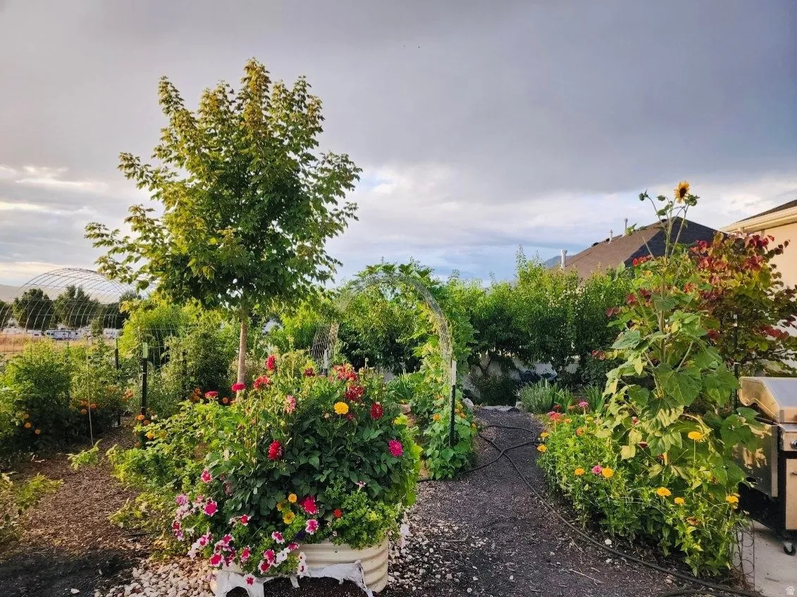 View of yard - Summer
