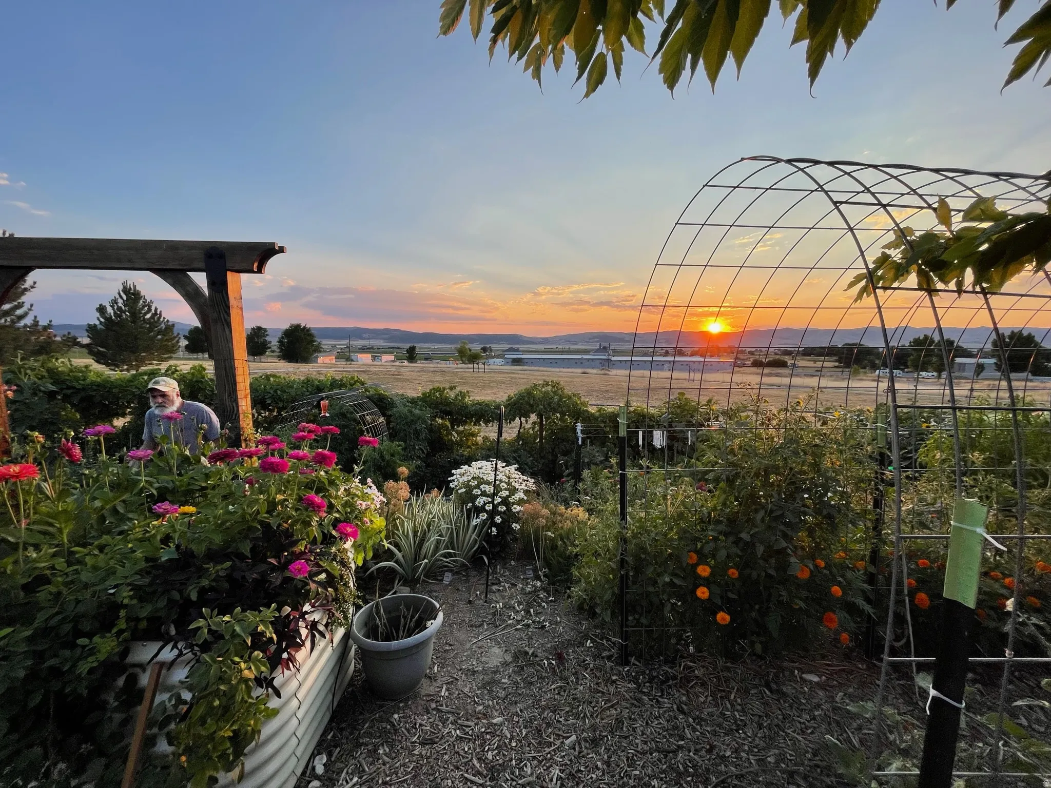 View of yard at duskSummer