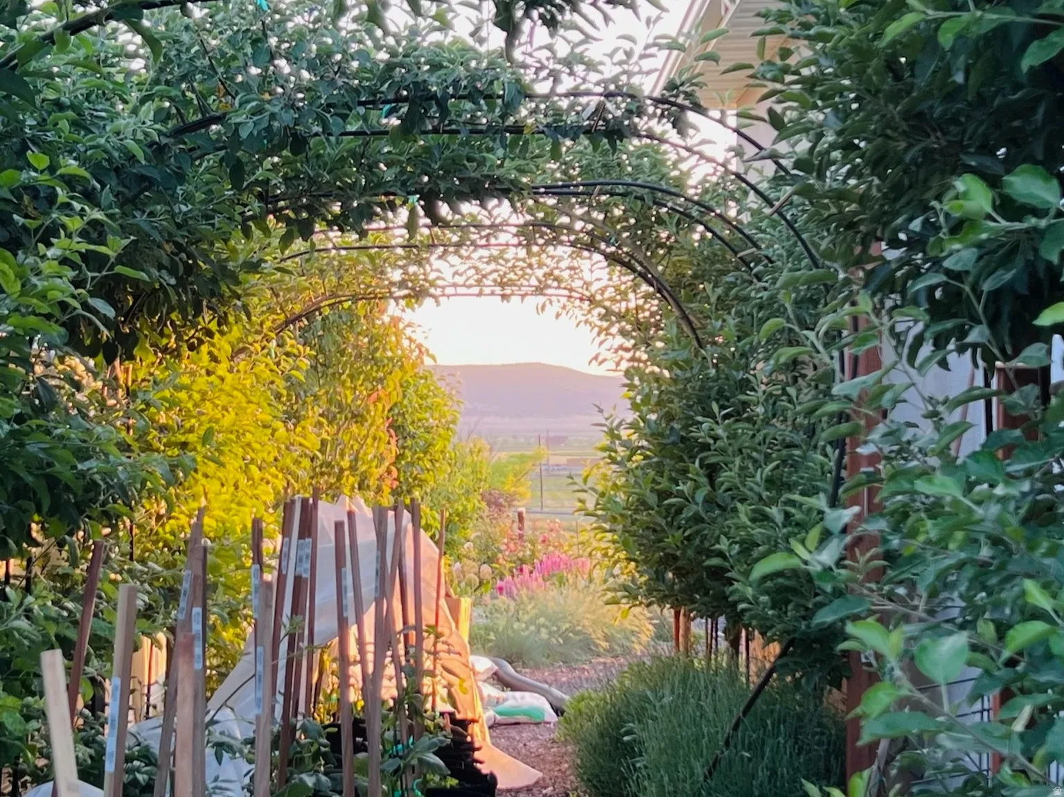 View of yard SUMMER