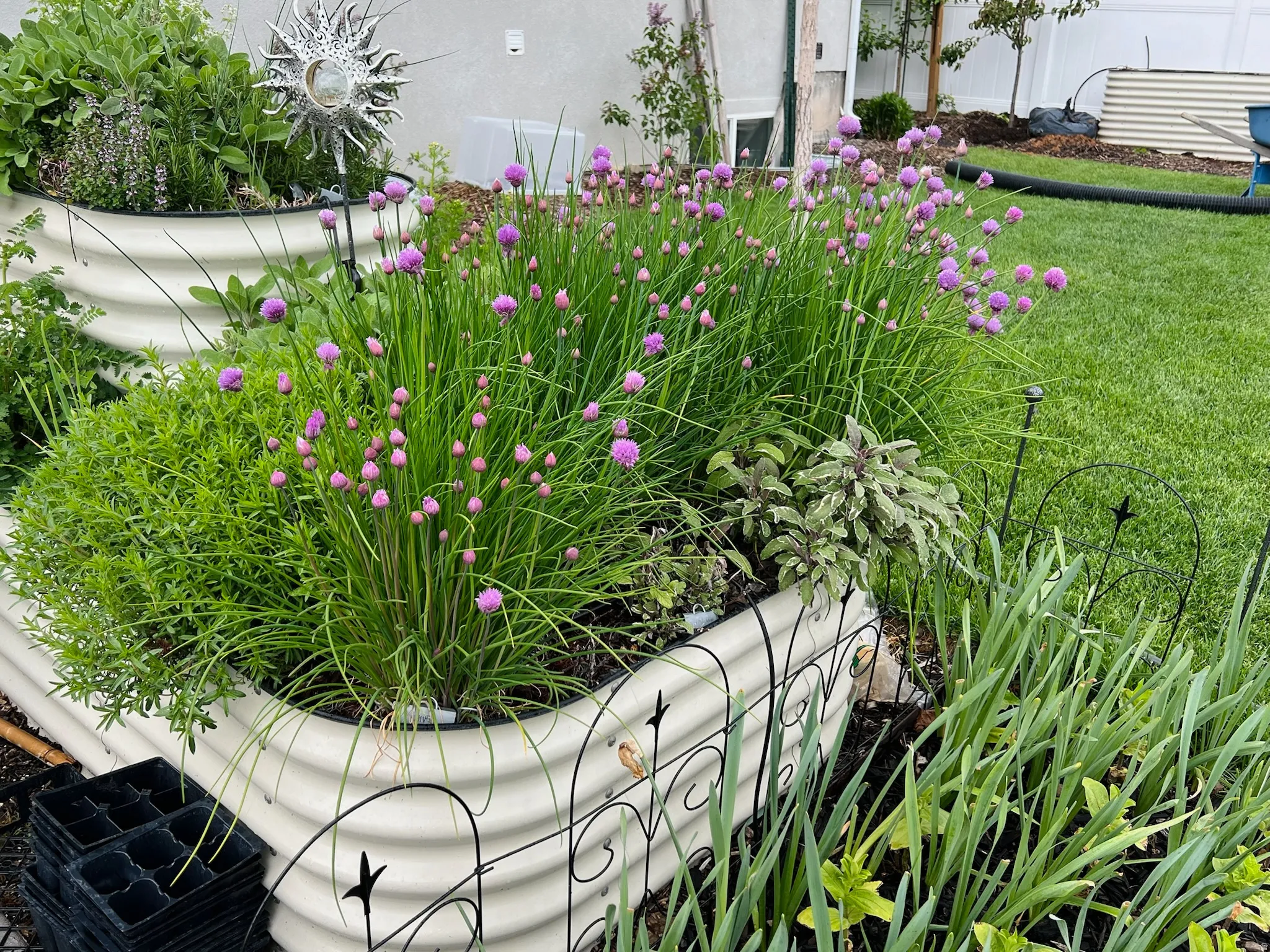 View of yard - Summer