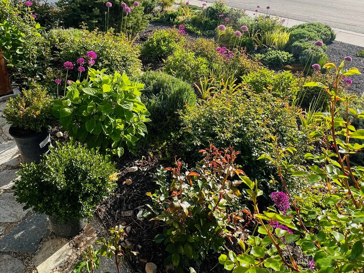 View of yard - Summer