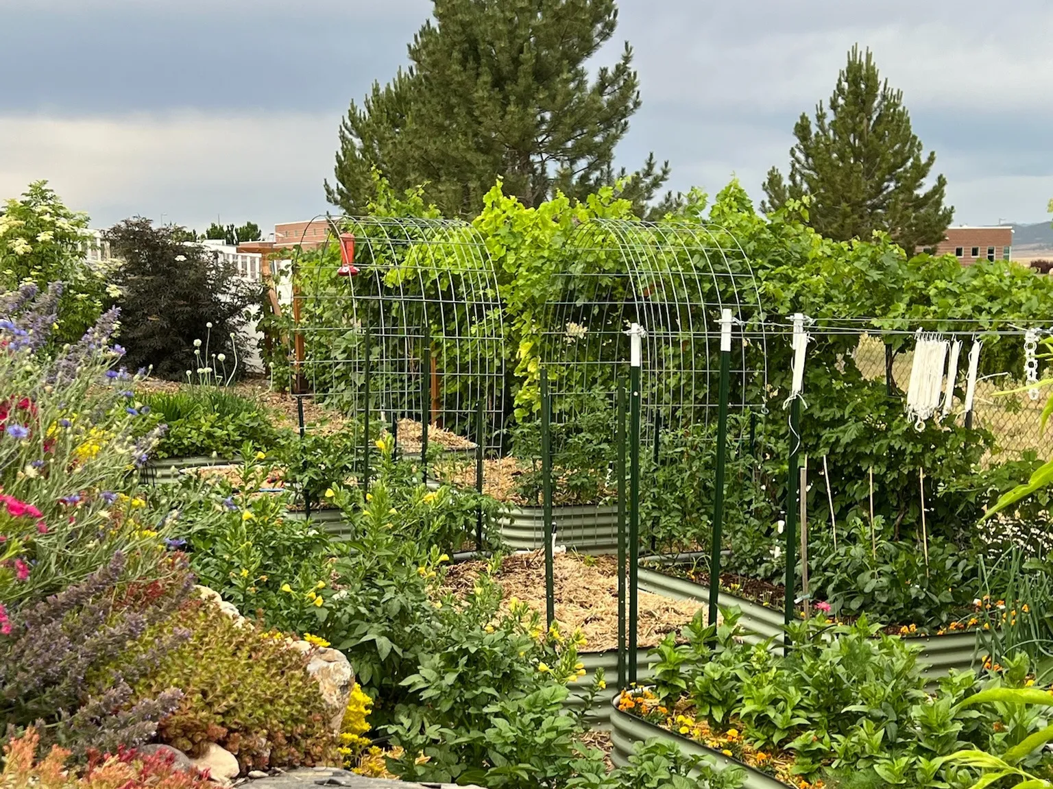 View of yard - Summer