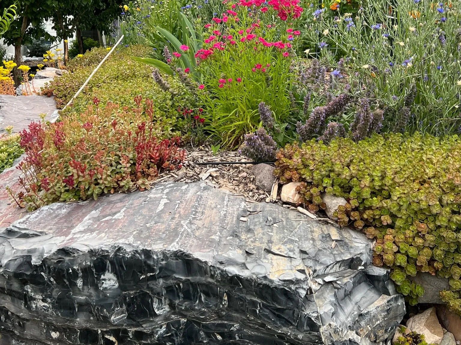 View of yard - Summer