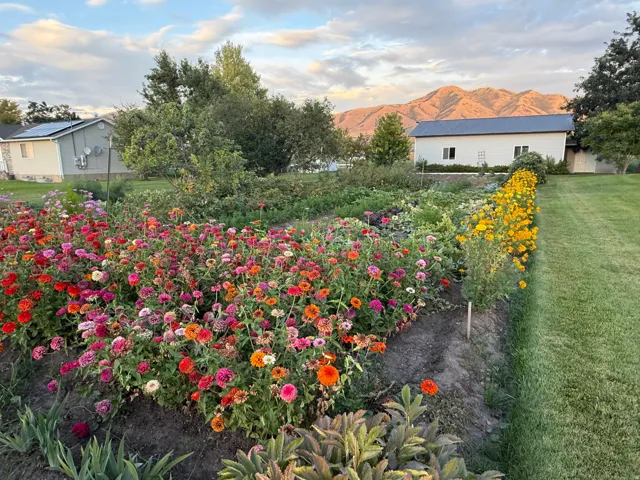 Garden view