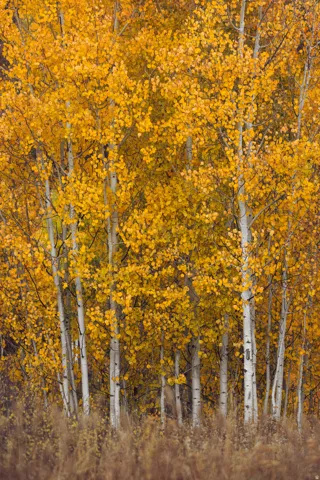 View of nature