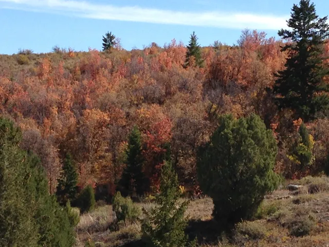 View of woods