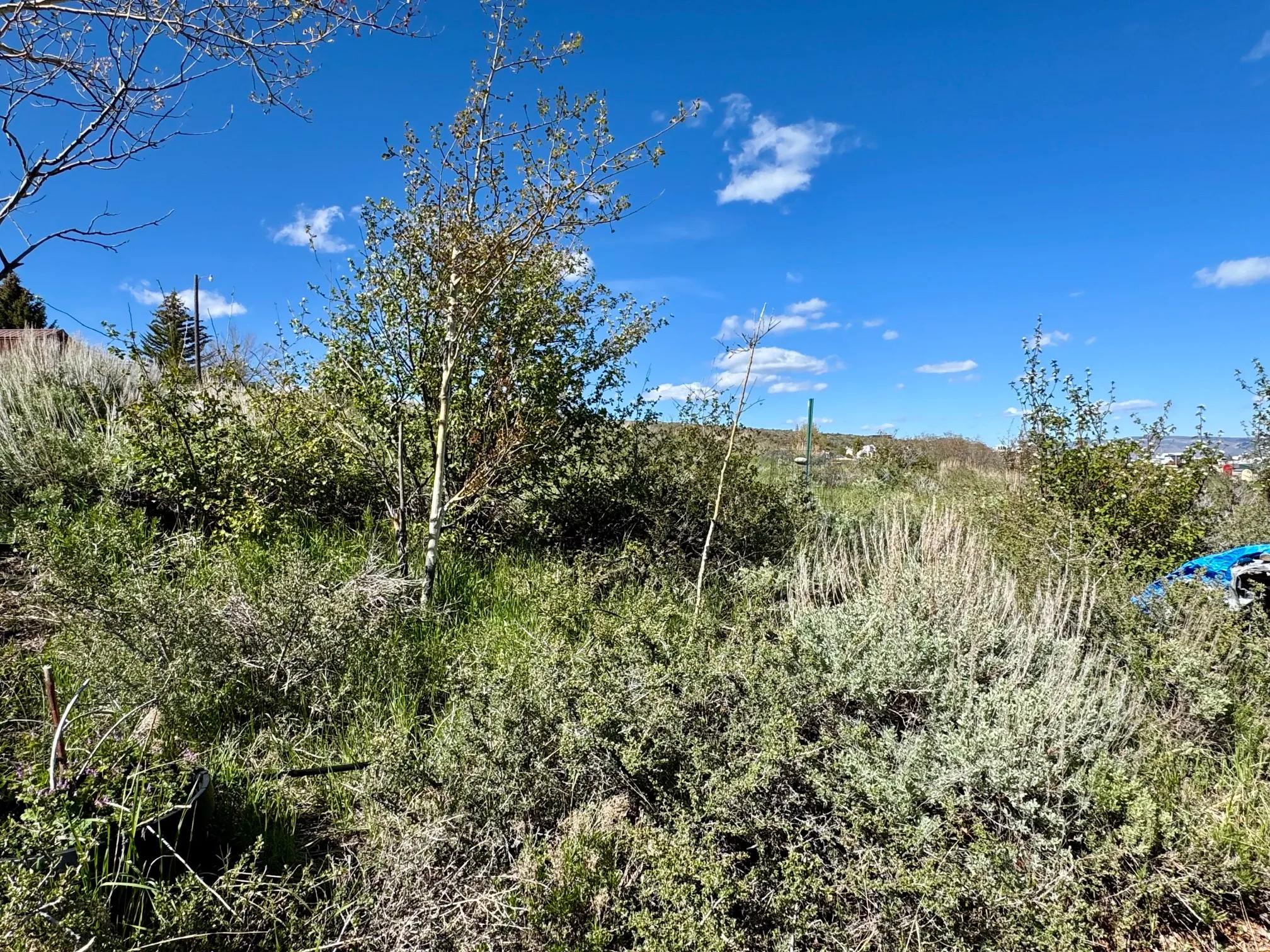 Expansive parcel featuring natural vegetation and mature trees