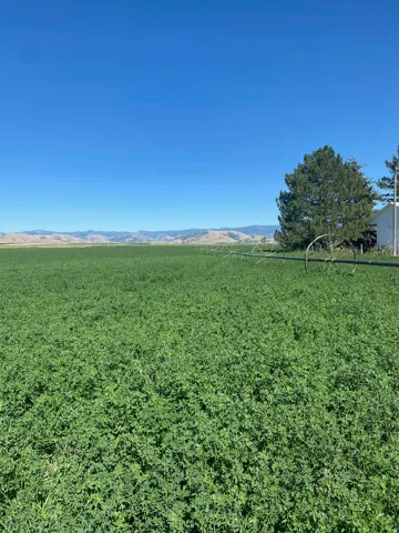 Expansive green field with an irrigation system, mature trees, and distant hills under a clear sky