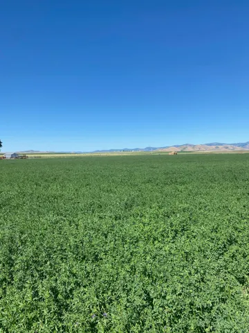 Expansive agricultural acreage with lush green crop fields stretching across the property