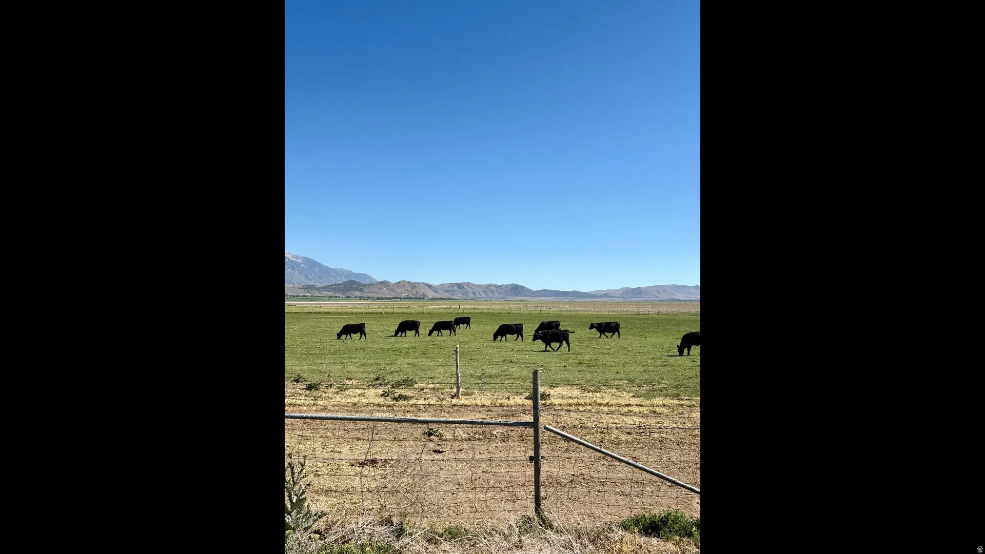 Expansive green pastures framed by distant mountains and a clear blue sky