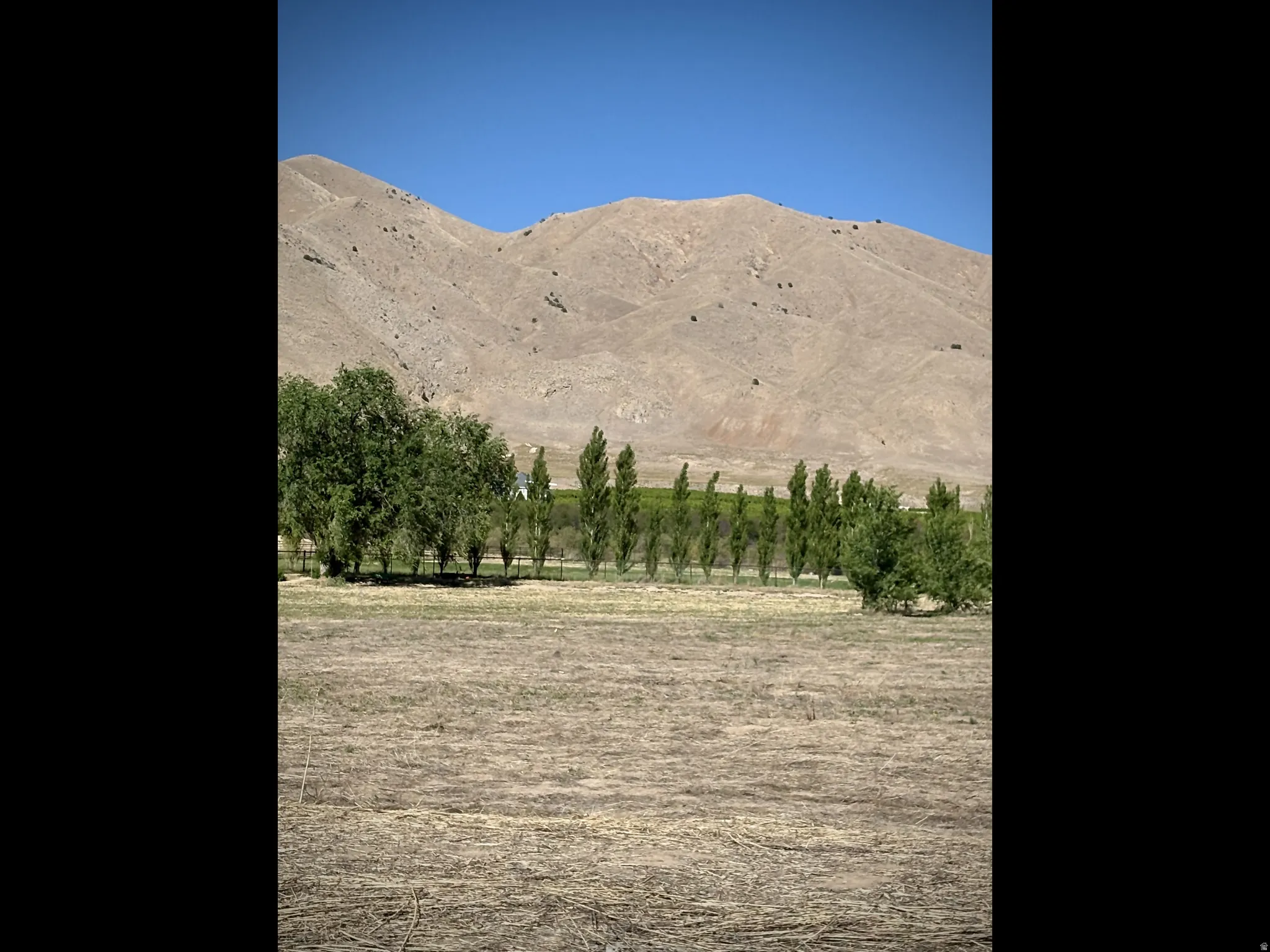 Expansive agricultural land featuring a dry cultivated field and a distant row of mature trees