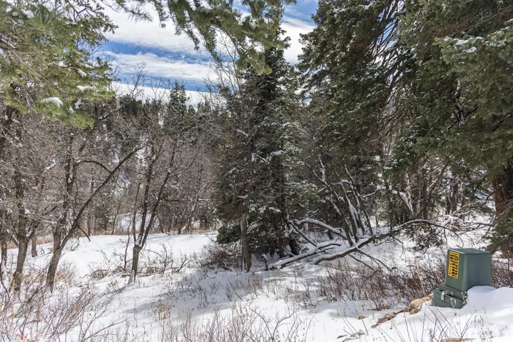 Snowy landscape