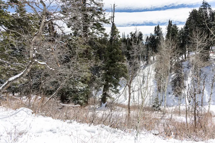 Snowy landscape