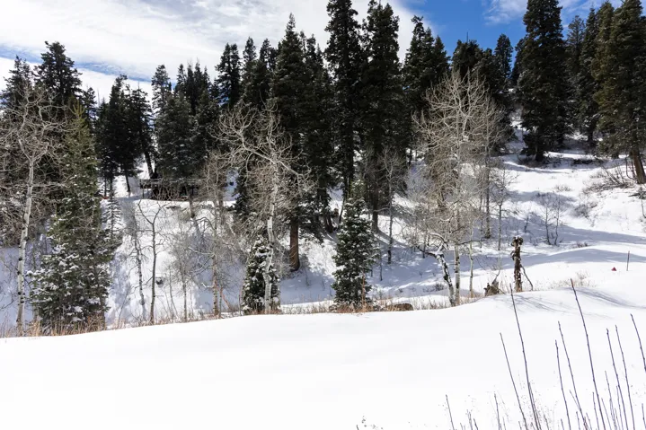 View of yard featuring view of scattered trees