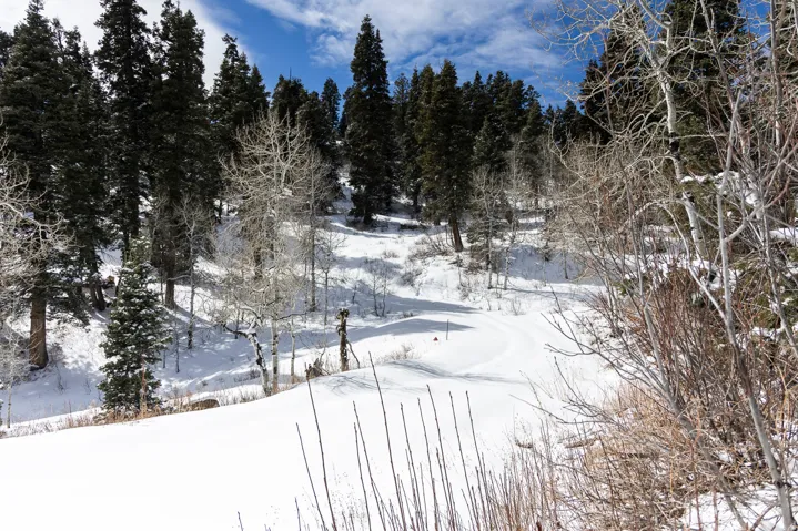 Yard covered in snow featuring view of scattered trees