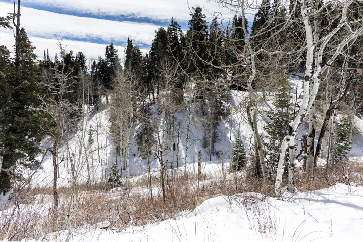 Snowy landscape