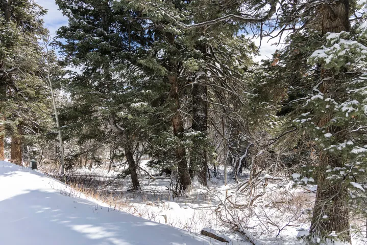 Snowy landscape
