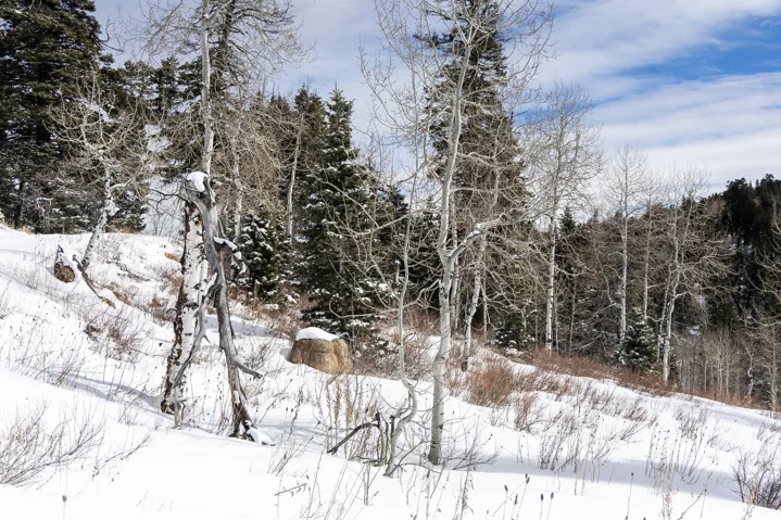 View of undeveloped land