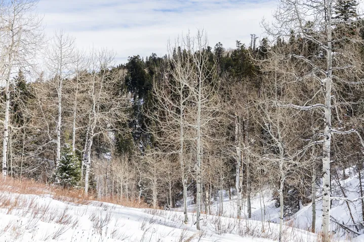 Snowy landscape