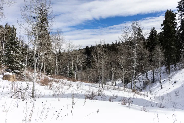 Snowy view