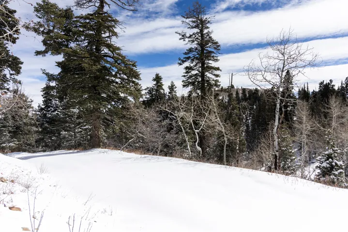 View of snowy yard