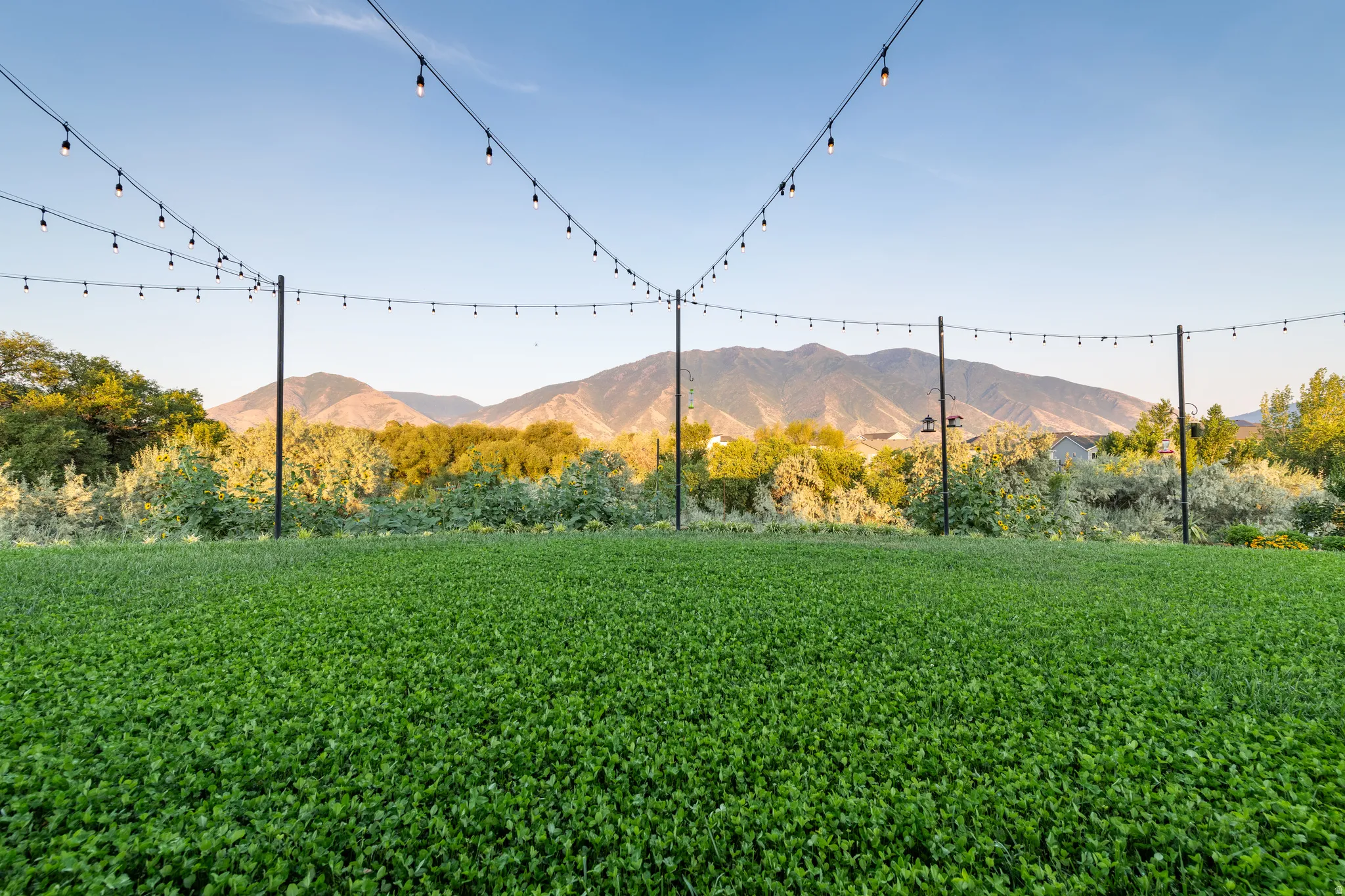 Lush green ground cover with string lights suspended above