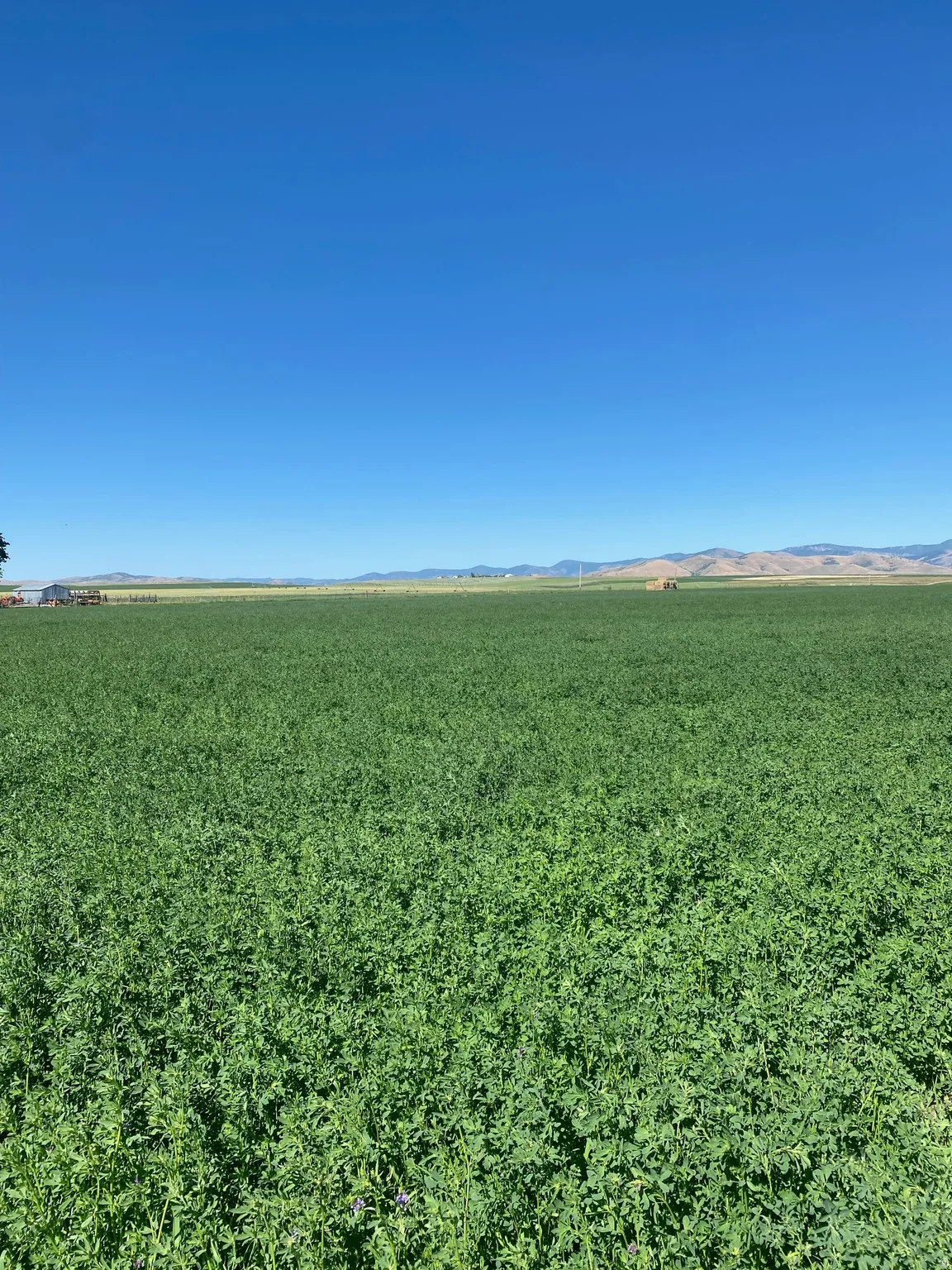 Expansive agricultural acreage with lush green crop fields stretching across the property